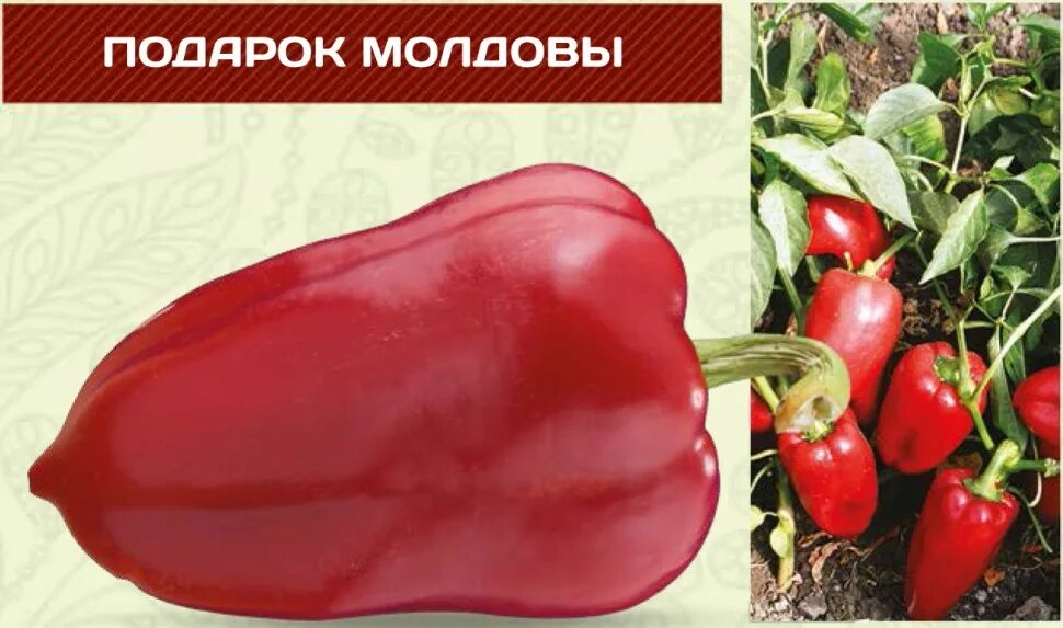 Подарок молдовы перец описание фото характеристика Сладкий перец ПОДАРОК МОЛДОВЫ