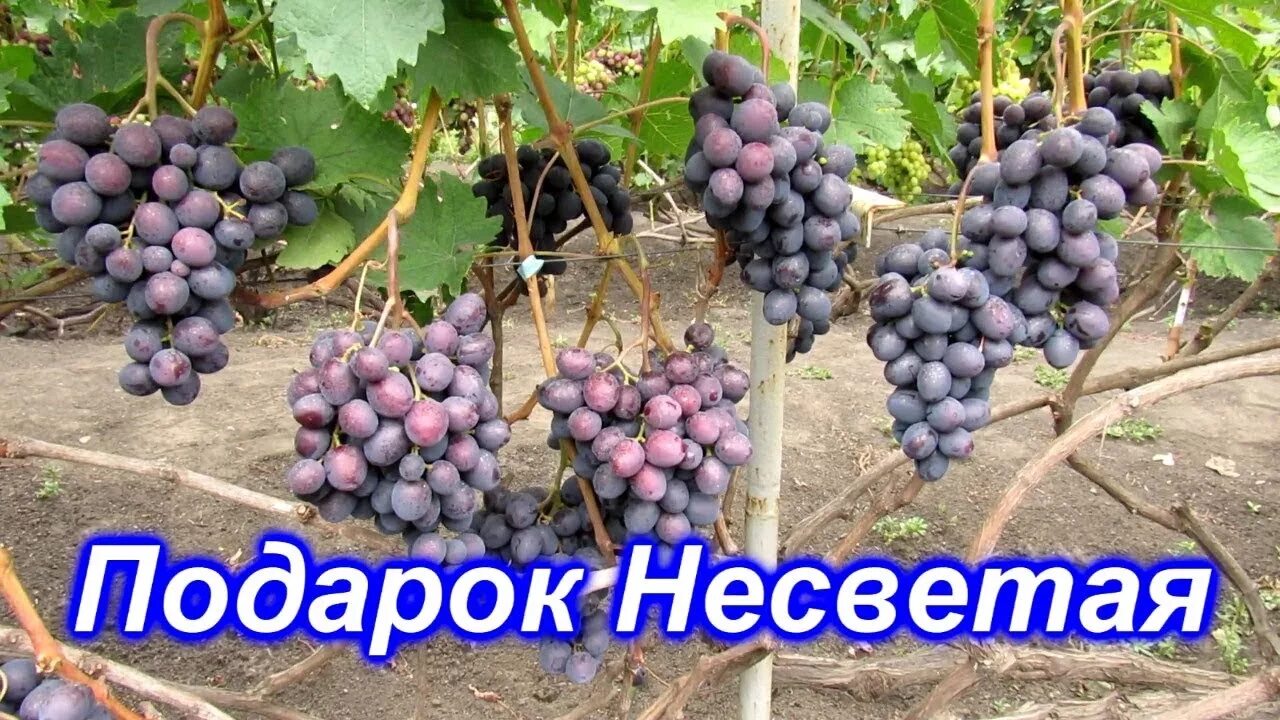Подарок несветая виноград описание сорта фото отзывы Подарок Несветая 09.08.2019 - YouTube