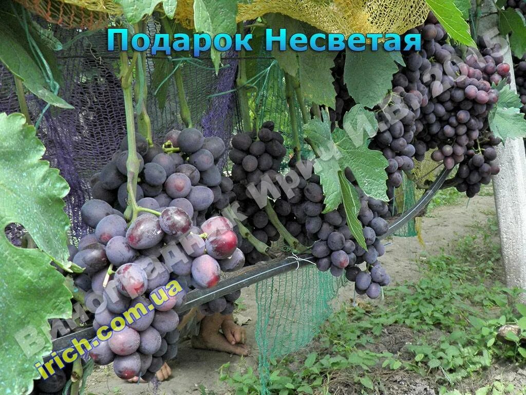 Подарок несветая виноград описание сорта фото отзывы Виноград Подарок Несветая: описание сорта, посадка и уход, способы размножения