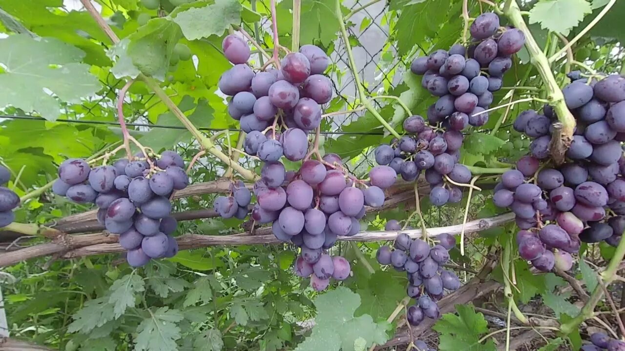 Подарок несветая виноград описание сорта фото отзывы Виноград Подарок Несветая - YouTube
