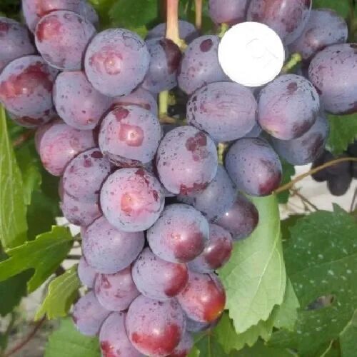 Подарок несветая виноград описание сорта фото отзывы Виноград столовый "Подарок Несветая": купить почтой в Киеве, Одессе, Украине Цен