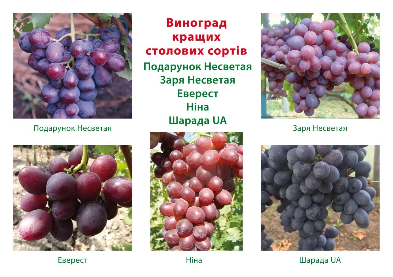 Подарок несветая виноград описание сорта фото отзывы Виноград джокер описание сорта фото: найдено 69 картинок