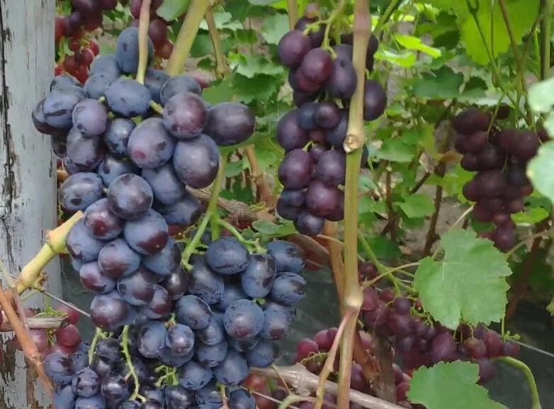 Подарок несветая виноград описание сорта фото отзывы Виноград Подарок Несветая: описание сорта, фото, отзывы, видео, в Подмосковье, в