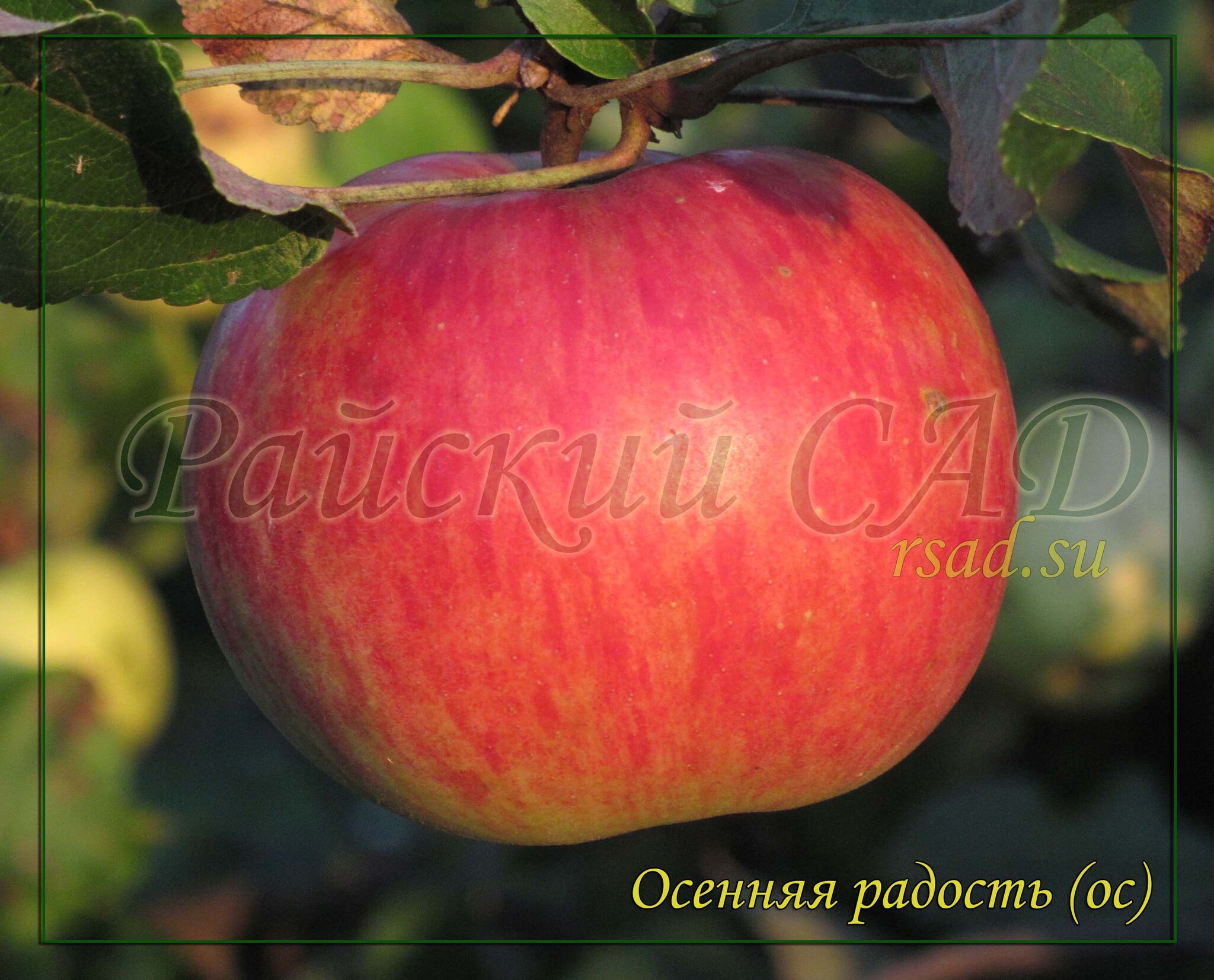 Подарок осени яблоня фото Яблоня Осенняя радость - купить за 750 ₽ Интернет-магазин многолетних растений