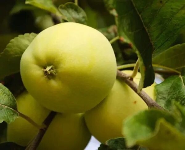 Подарок осени яблоня фото Клубни Яблоня Green Sad купить по выгодной цене в интернет-магазине OZON (141648