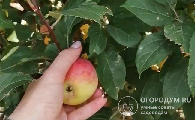 Подарок садовода описание сорта фото Сорт яблок подарок садоводу фото