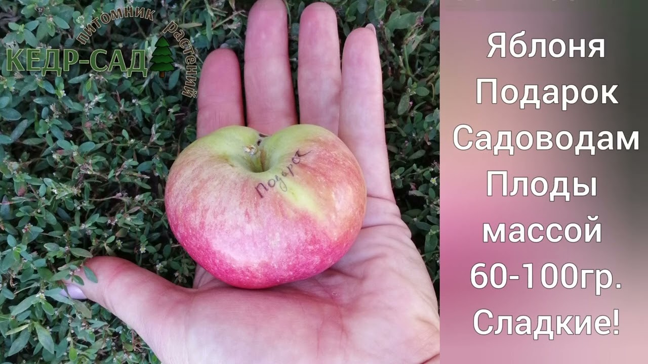 Подарок садовода описание сорта фото Яблонях Подарок Садоводам. Полукультурный, осенний сорт. Кедр-Сад - YouTube