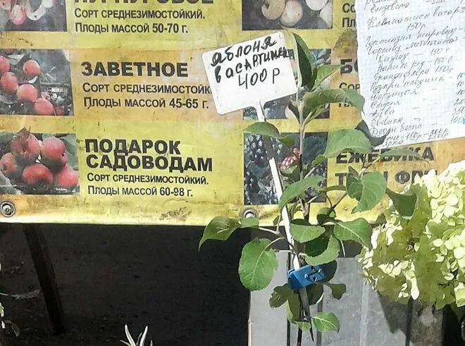 Подарок садовода описание сорта фото Какой же посадочный материал продают осенью на рынках Газета "Заря"
