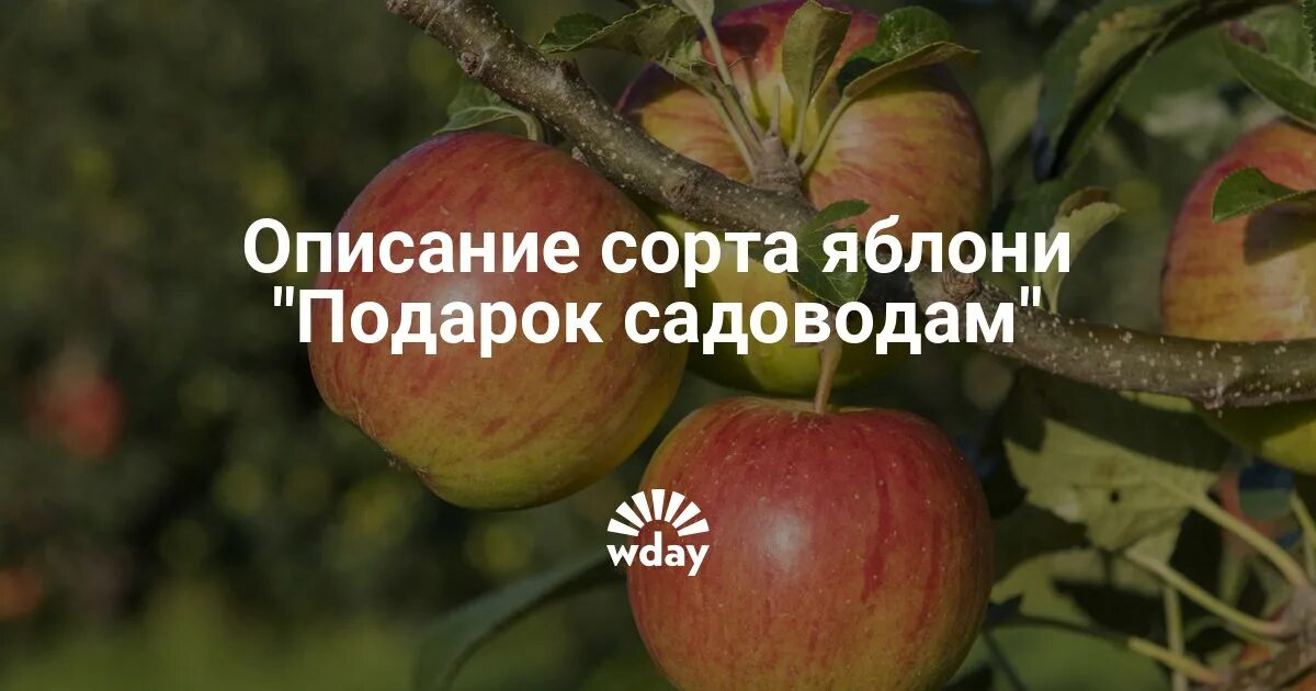 Подарок садовода описание сорта фото Картинки ПОДАРОК САДОВОДАМ ОПИСАНИЕ СОРТА ФОТО ОТЗЫВЫ