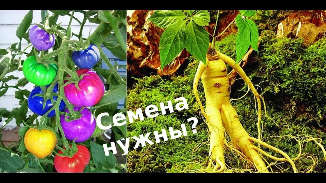 Подарок садовода описание сорта фото Подарок маме бабушке садоводам - YouTube