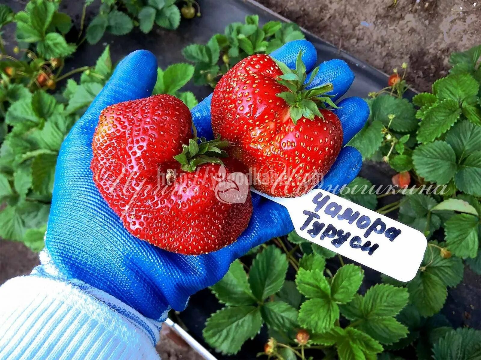 Подарок садовода описание сорта фото Земляника сорт форум - найдено 90 картинок
