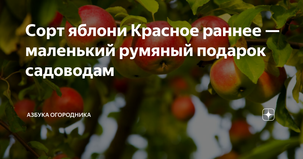 Подарок садоводам описание сорта фото отзывы Сорт яблони Красное раннее - маленький румяный подарок садоводам Азбука огородни
