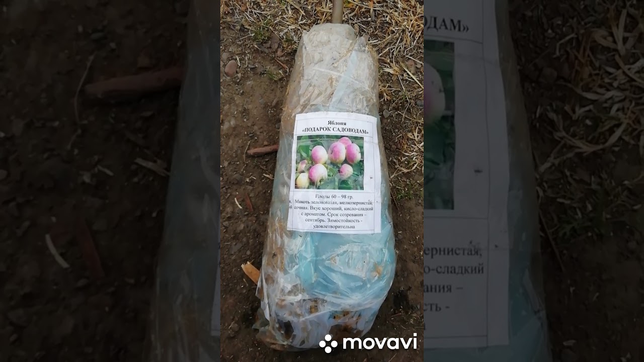 Подарок садоводам описание сорта фото отзывы Саженцы. Яблоня Белый Налив. Яблоня Мельба. Яблоня Подарок Садоводам. Феникс Алт