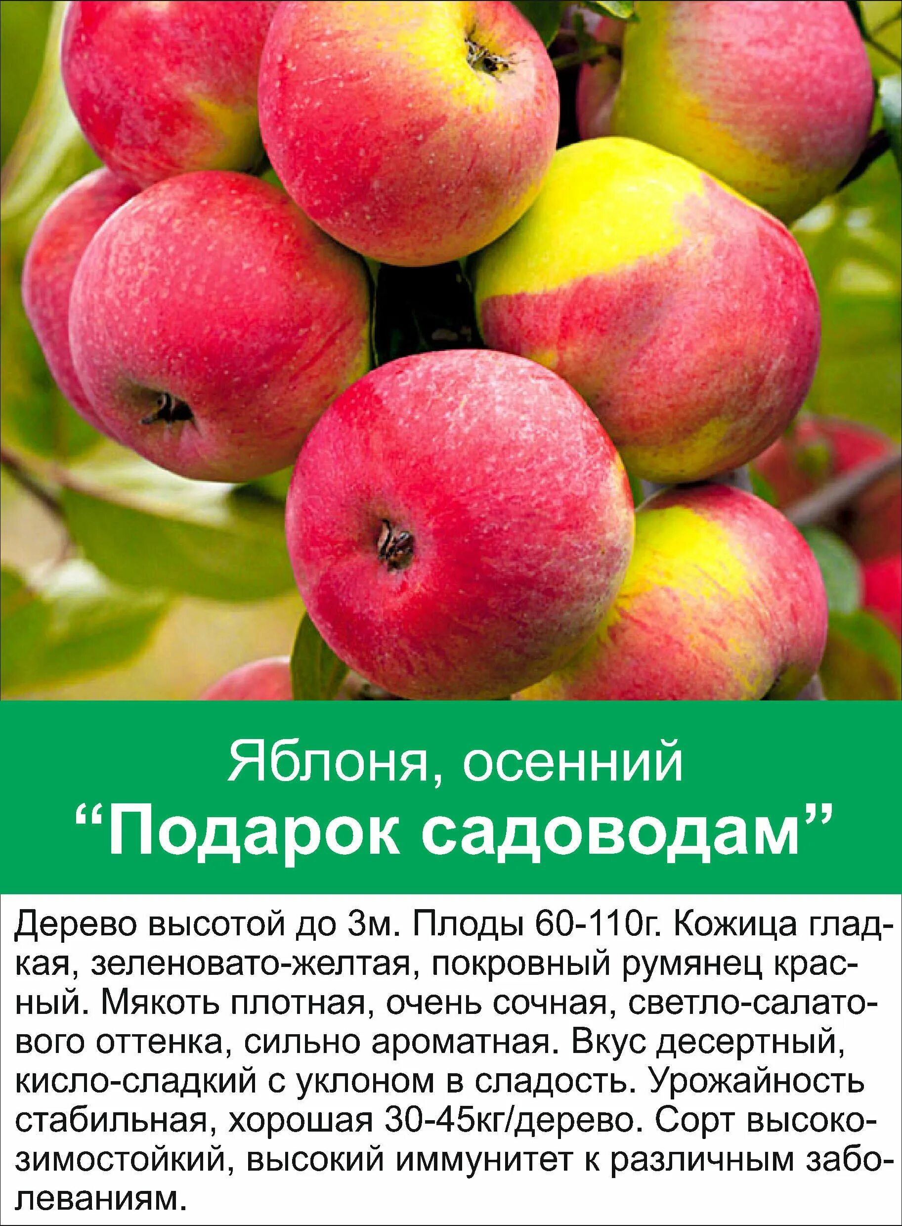 Подарок садоводу яблоня фото Башкирская красавица сорт яблок фото - Азимут Тур
