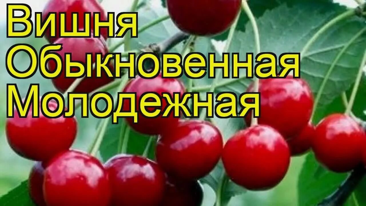 Подбельская вишня описание фото отзывы Вишня обыкновенная Молодежная. Краткий обзор, описание характеристик prunus cera