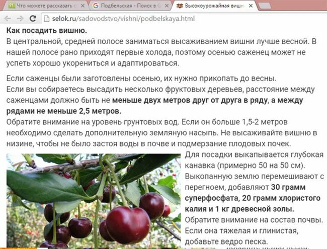 Подбельская вишня описание фото отзывы Вишня Подбельская: характеристика и описание сорта, дает ли поросль