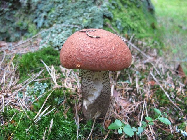 Подберезовик большая садовая ул 61 95 фото Jak poznat kozáky a křemenáče atlas hub Stuffed mushrooms, Forest, Orange
