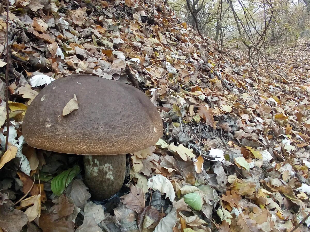Подберезовик большая садовая ул 61 95 фото Подберезовик твердоватый (Leccinum duriusculum) фотографии, видео и истории