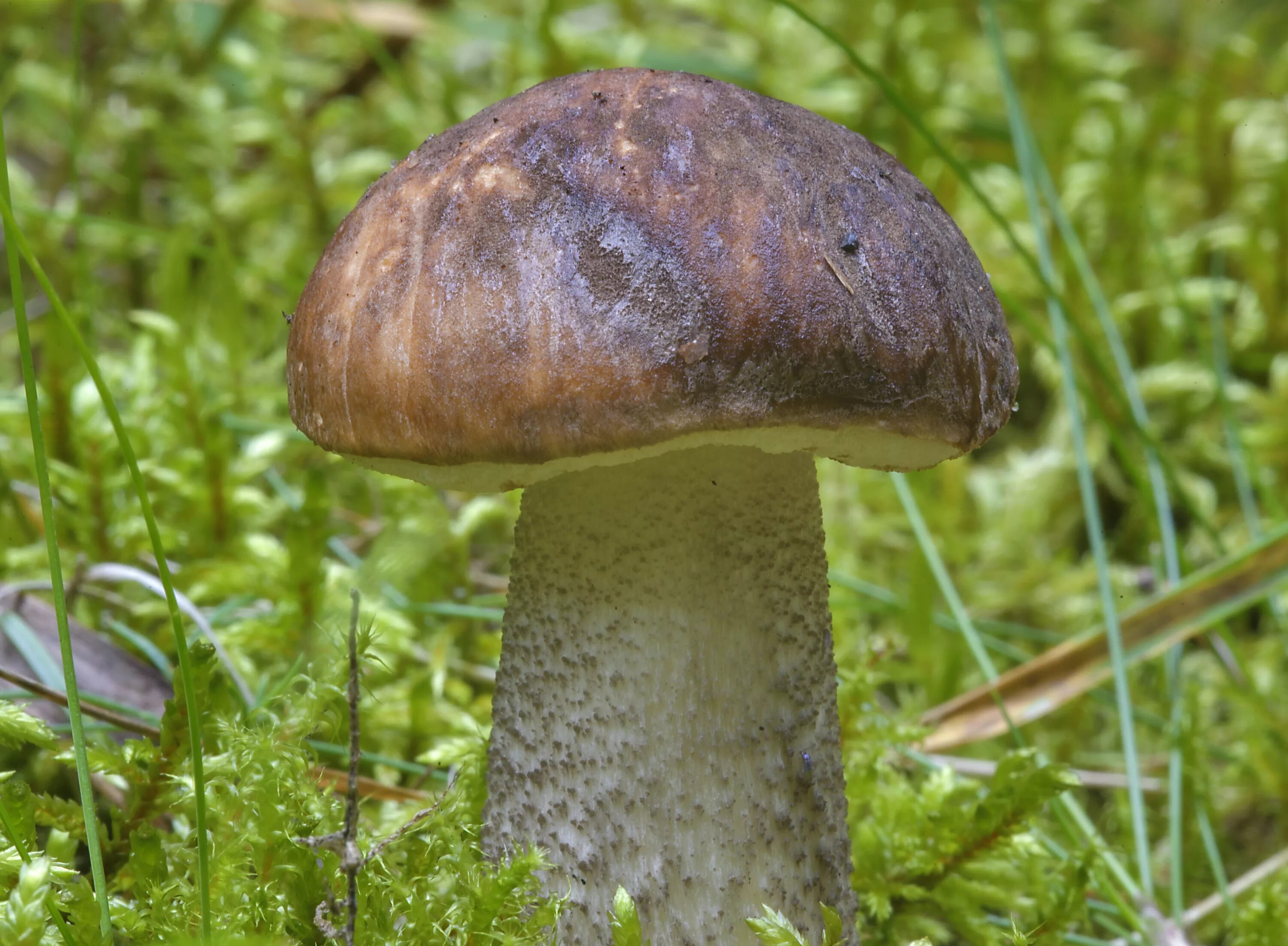 Подберезовик большая садовая ул 61 95 фото Leccinum CoffMachines.ru