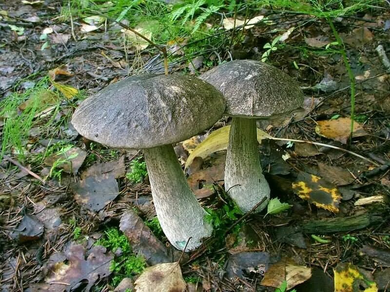 Подберезовик большая садовая ул 61 95 фото 25 г Свежий Leccinum variicolor MOTTLED BOLETE Грибные семена Etsy