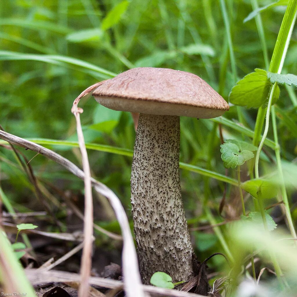 Подберезовик гриб фото Подберёзовик твердоватый (Leccinum duriusculum) - Грибы Сибири