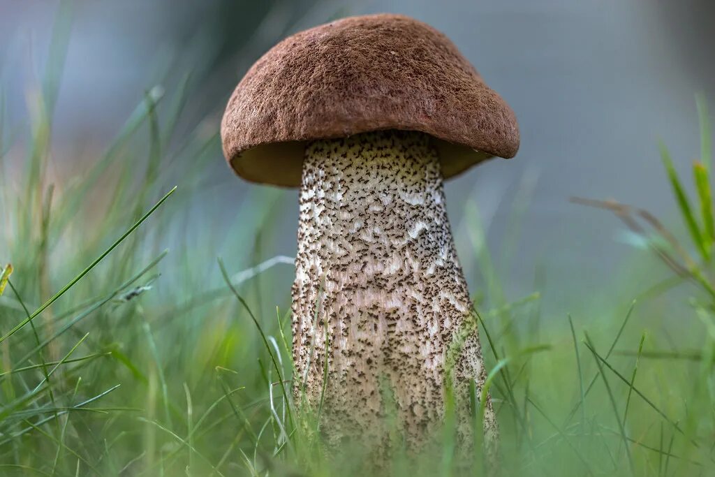 Подберезовик гриб фото Leccinum Rufum s.l. (rosse) populierboleet Menko van der Leij Flickr