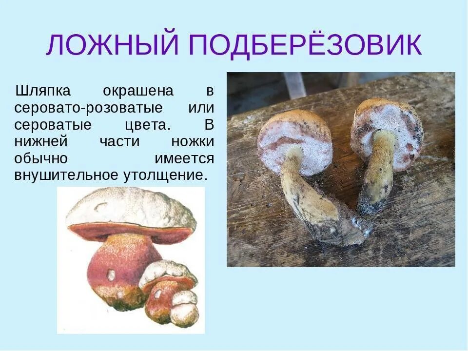 Подберезовик гриб описание как выглядит Подберезовик описание - CoffeePapa.ru