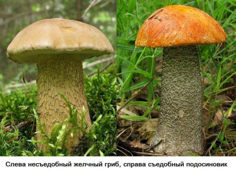 Подберезовик гриб описание как выглядит Подосиновик - описание, виды, где растет, ложный гриб, фото