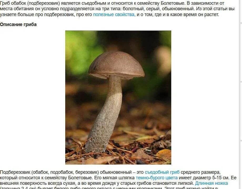 Подберезовик гриб описание как выглядит Чем полезен подберезовик eCookie.ru