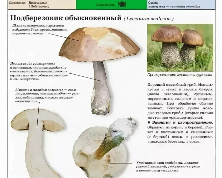Подберезовик гриб описание как выглядит Подберезовик описание - CoffeePapa.ru
