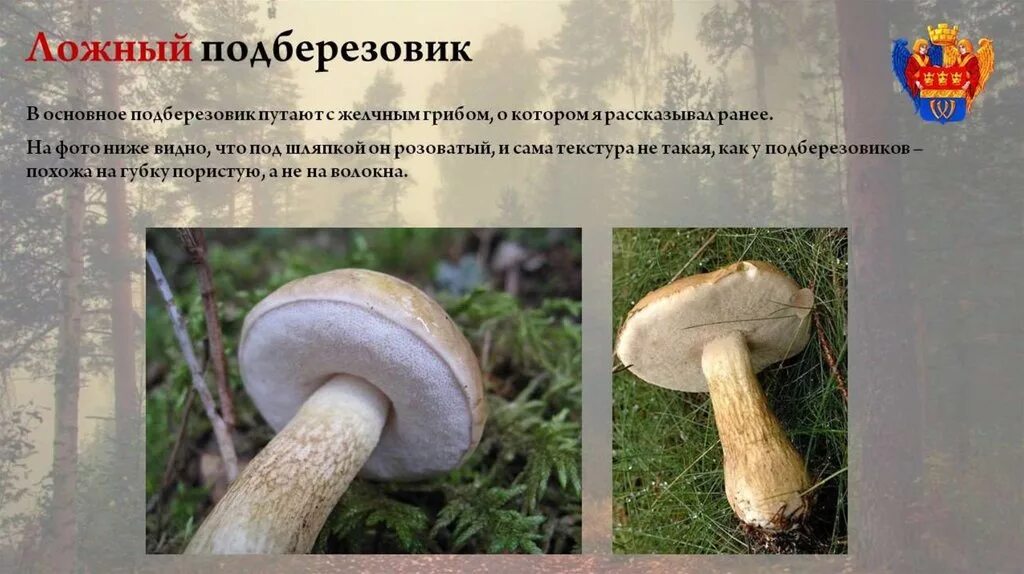 Подберезовик гриб описание как выглядит Подберезовик ложный - CoffeePapa.ru