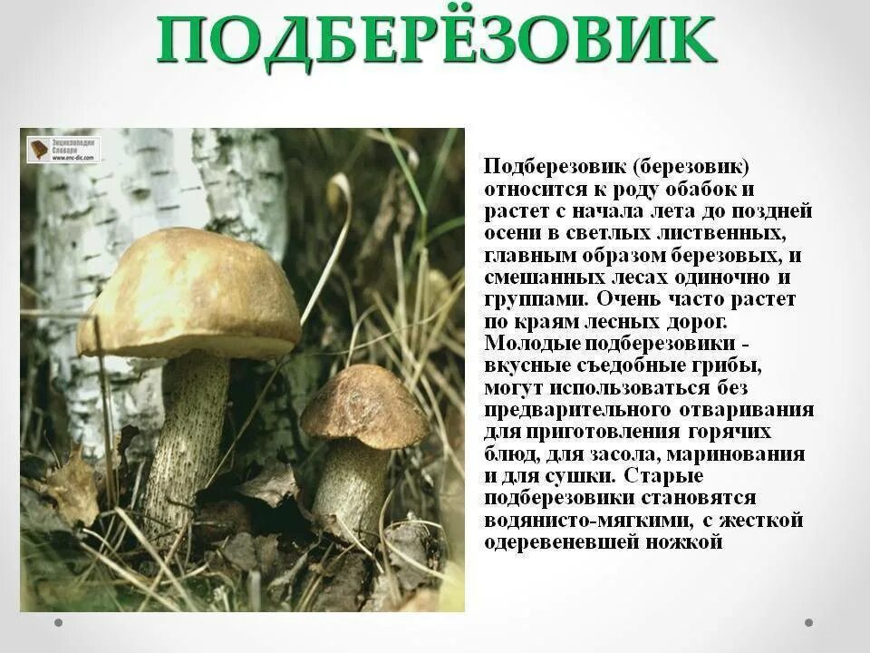 Подберезовик гриб описание как выглядит Подберезовик описание - CoffeePapa.ru