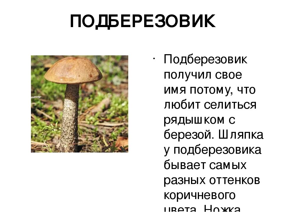 Подберезовик гриб описание как выглядит Подберезовик описание - CoffeePapa.ru