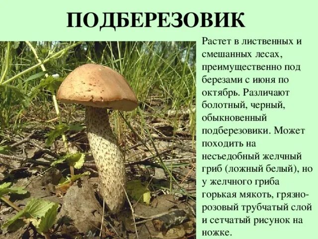 Подберезовик гриб описание как выглядит Презентация для начальных классов "Съедобные грибы"