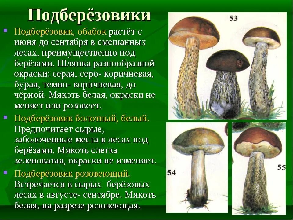 Подберезовик гриб описание как выглядит Подберезовик описание - CoffeePapa.ru