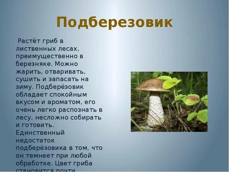 Подберезовик гриб описание как выглядит Подберезовик описание - CoffeePapa.ru