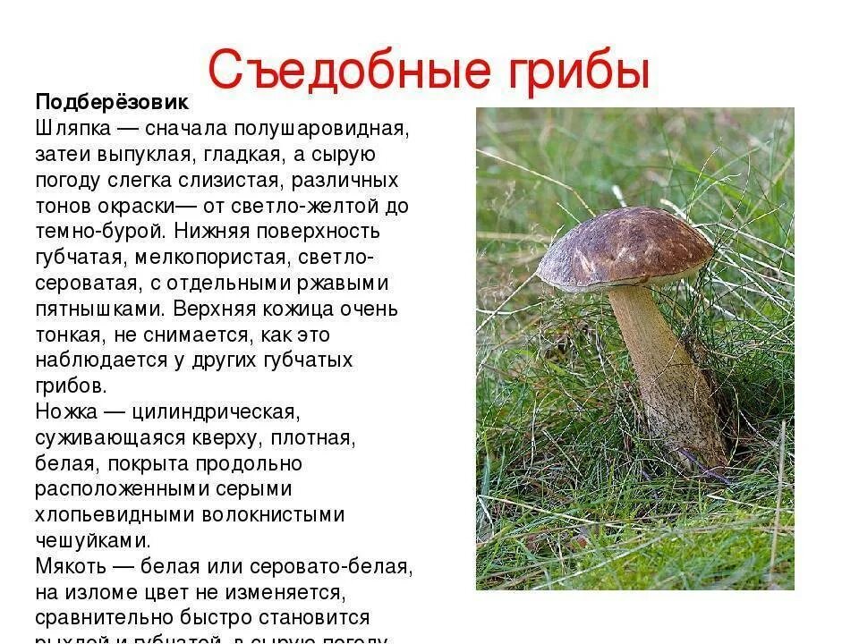 Подберезовик гриб описание как выглядит Подберезовик описание - CoffeePapa.ru