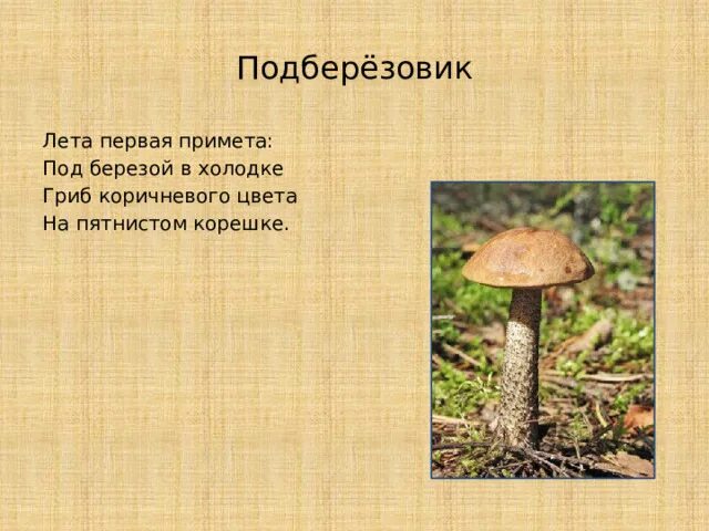 Подберезовик гриб описание как выглядит Презентация "Грибы" - дошкольное образование, презентации