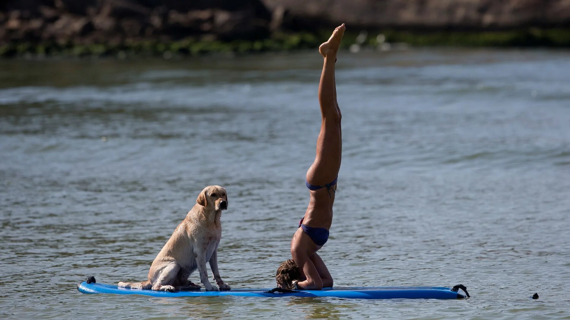 Подборка смешных фото Brazil Dogs Take To The Waves On Paddle Boards Fox News