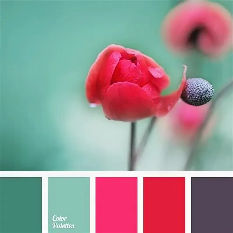 Подборка цветов по фото Color Palette #886 Turquoise color palette, Red colour palette, Color palette pi
