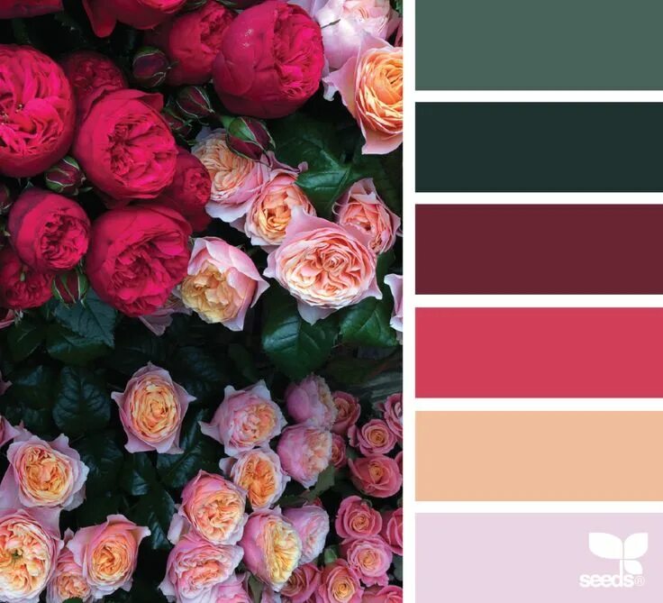 Подборка цветов по фото Flora Palette Design seeds, Seeds color, Maroon color palette