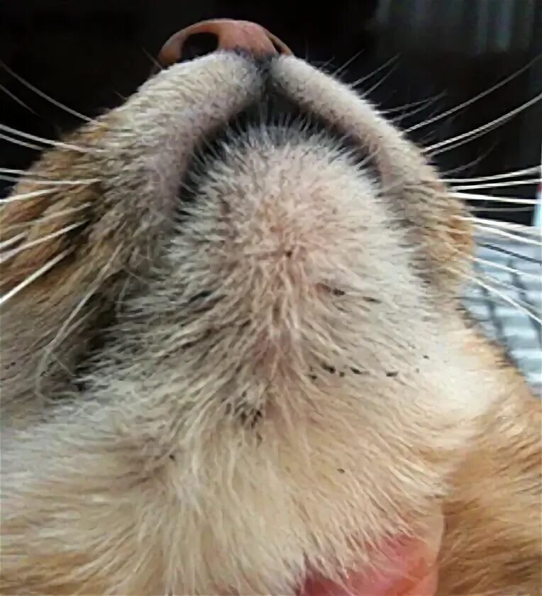 Подбородок у кота фото Chin Acne in Cats - Purrform Ltd