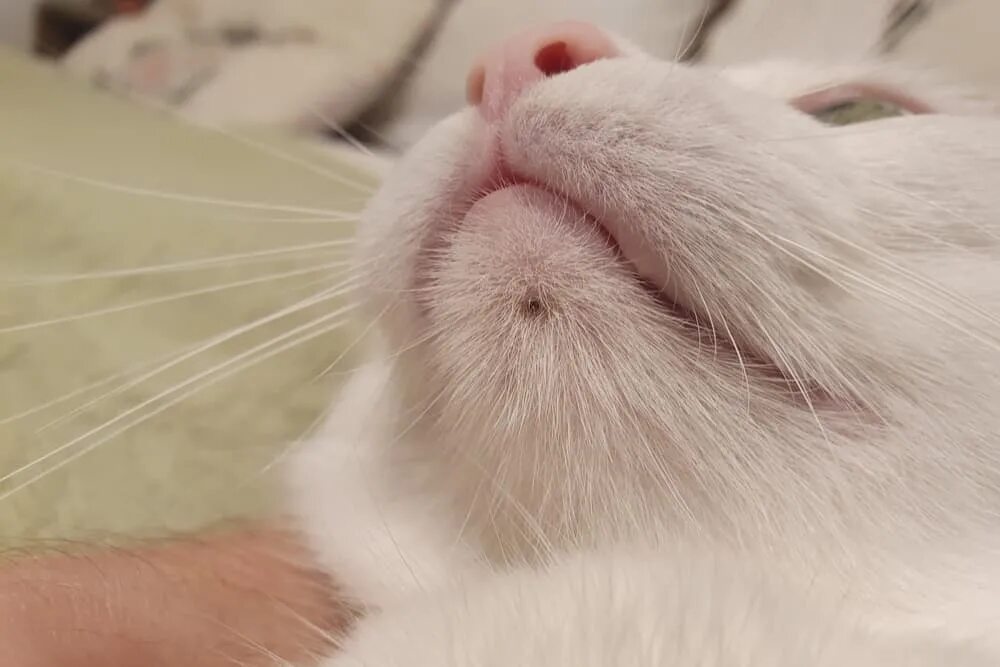 Подбородок у кота фото Cat Chin Acne: Why it Happens and How to Help Great Pet Care