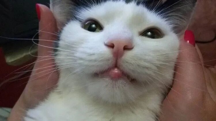 Подбородок у кота фото #Советы_по_содержанию: Pets upset the owner when they are sick. An unpleasant sy