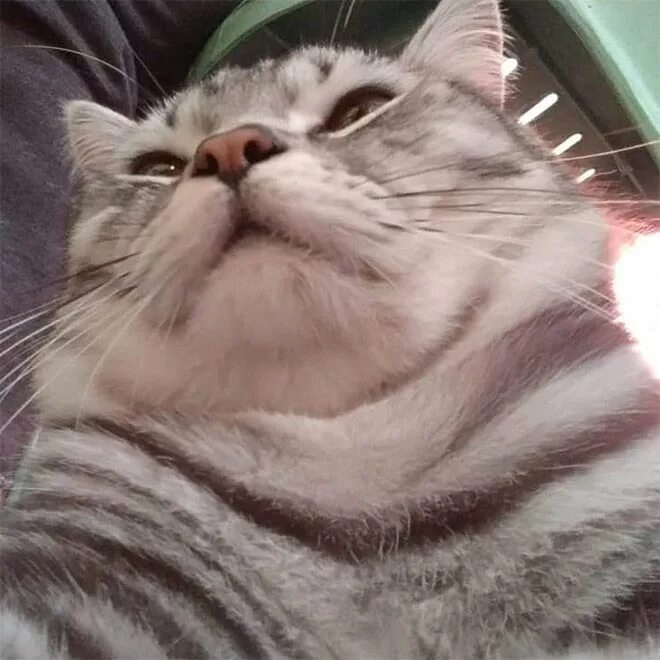 Подбородок у кота фото Chonky Cats Showing Their Adorable Double Chins Double chin, Chin, Diy hair care