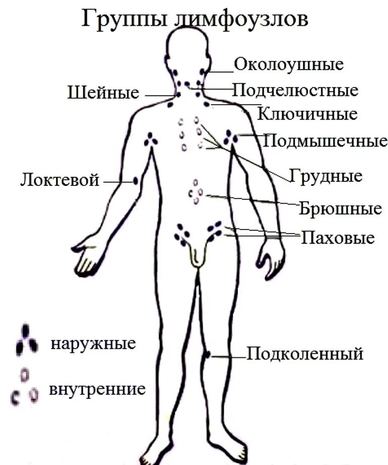 Подчелюстные лимфоузлы расположение схема Промазывание лимфатических узлов эфирными маслами при воспалении, инфекциях, ток