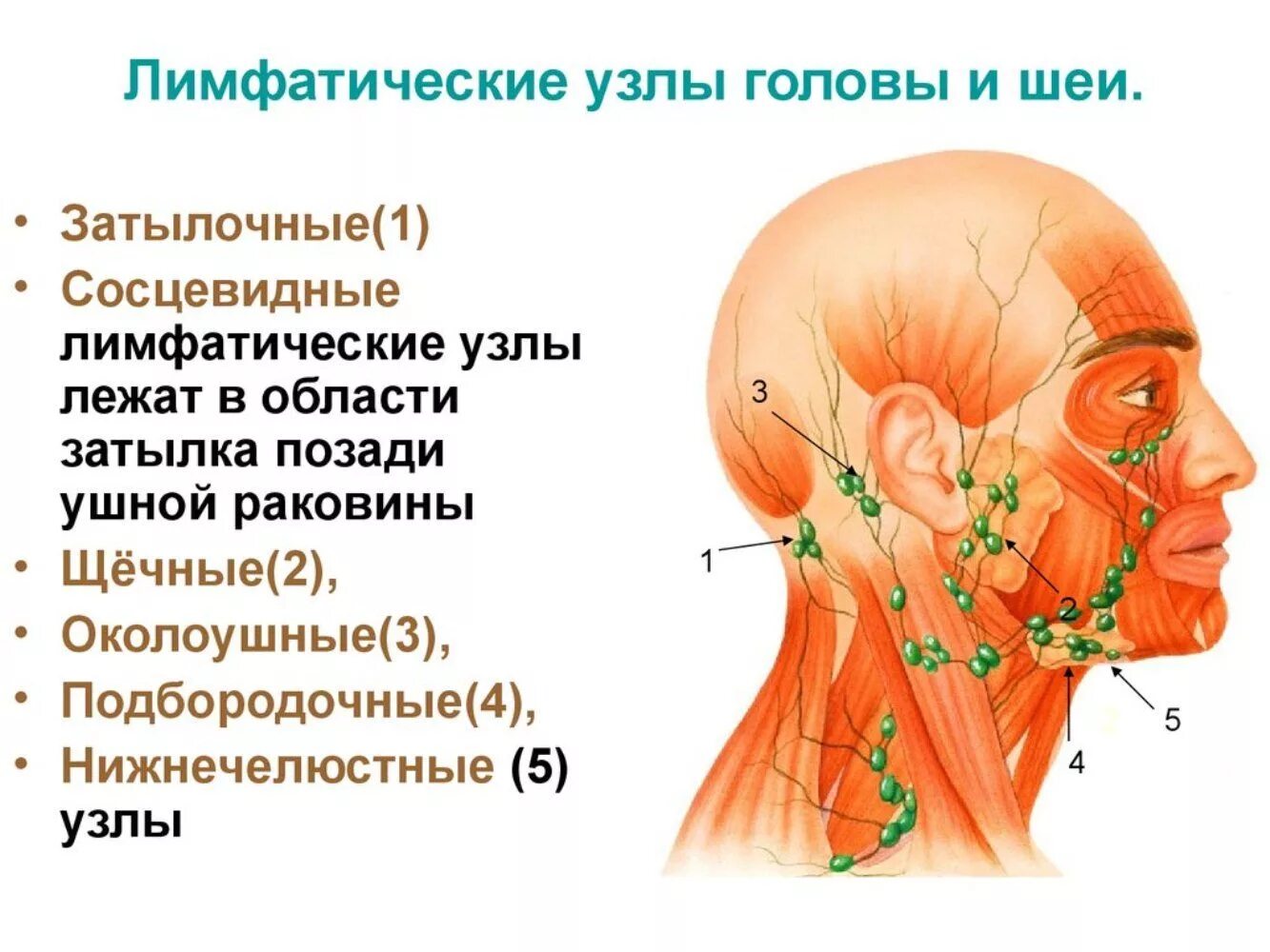 Подчелюстные лимфоузлы расположение схема Лимфоузлы быстро прошли