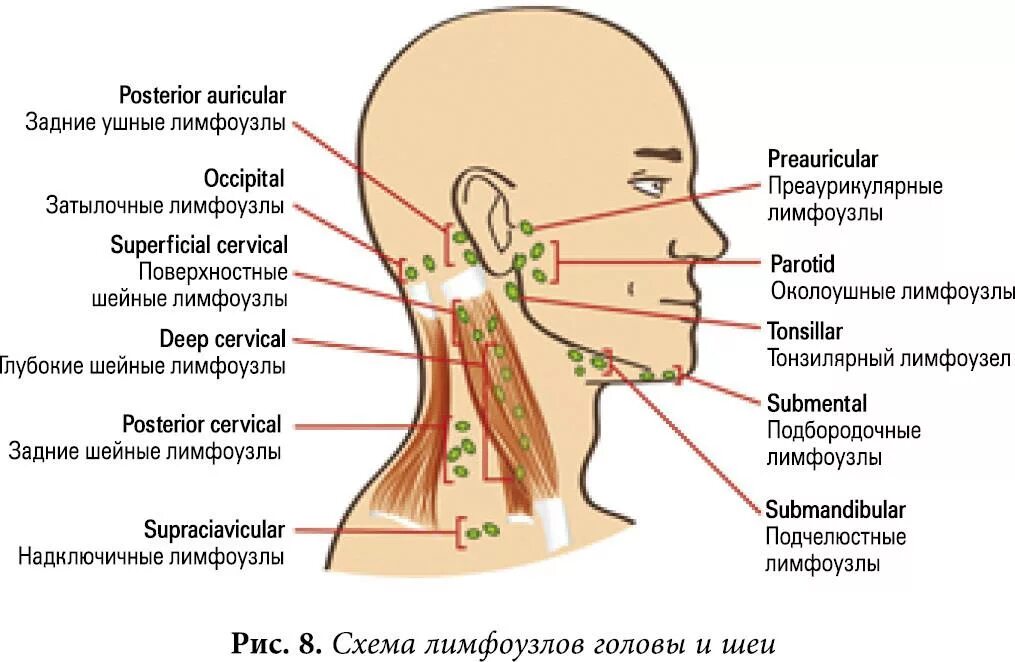 Подчелюстные лимфоузлы расположение схема Картинки БОЛЯТ ШЕЙНЫЕ ЛИМФОУЗЛЫ
