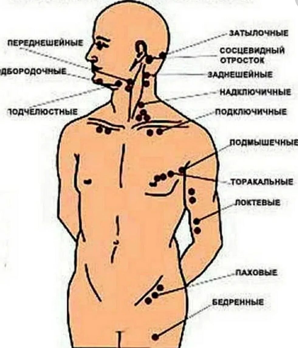 Подчелюстные лимфоузлы расположение схема Наружные лимфатические узлы