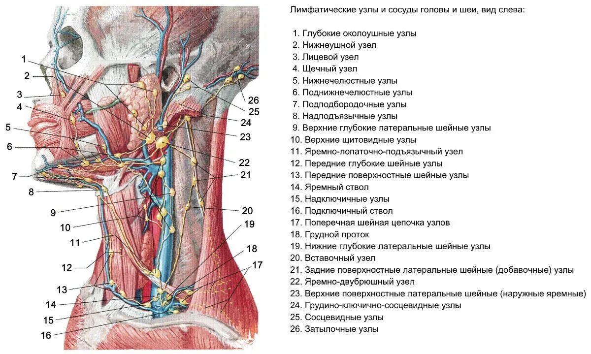 Подчелюстные лимфоузлы расположение схема Лимфатический узел под челюстью: найдено 76 изображений